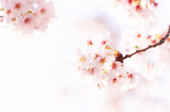Sakura of hope. Prayer revival