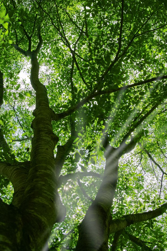 tree_woods_beiz.jp_M09180